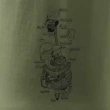 Skica ľudských orgánov