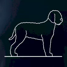 Lagotto romagnolo stojaci