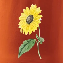 Slnečnica otočená