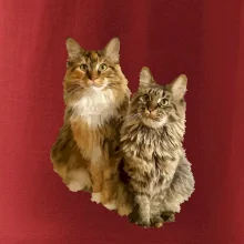 Mačky vectorizované (Moňas)