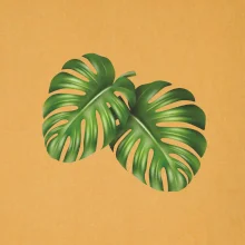 Monstera - dva listy