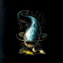 Obrázok sumec spredu