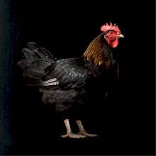 Sliepka z boku čierna fotografia