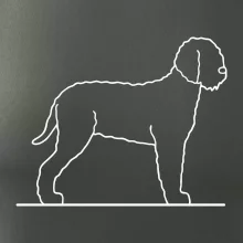 Lagotto romagnolo stojaci