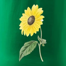 Slnečnica otočená