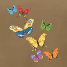 Farebné motýle Farebné motýle