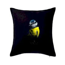 Sýkora modrinka čierna fotka