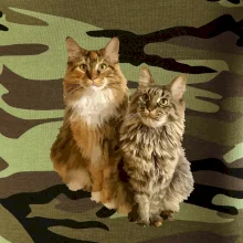 Mačky vectorizované (Moňas)