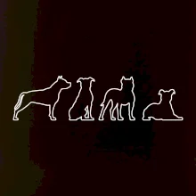 Americký stafordšírsky teriér v rôznych pozíciách