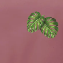 Monstera listy na prsu