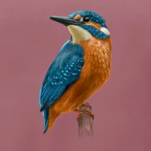 Ľadnáčik kreslený