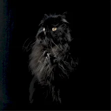 Perzská mačka čierna fotka