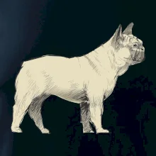 Vintage French bulldog