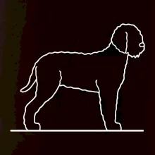 Lagotto romagnolo stojaci