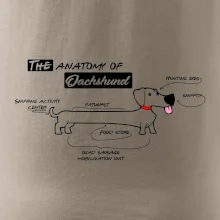 Jazvečík - Anatómia