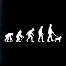 Lagotto romagnolo Evolúcia