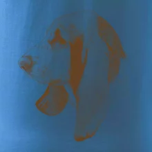 Basset - kreslená hlava