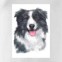 Border kólia vodová farba