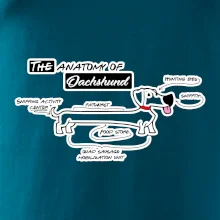 Jazvečík - Anatómia