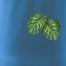 Monstera listy na prsu