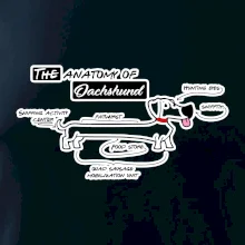 Jazvečík - Anatómia