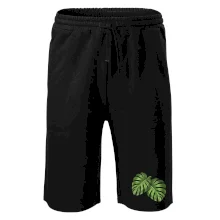 Monstera - dva listy Monstera - dva listy