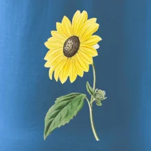 Slnečnica otočená