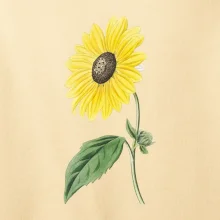 Slnečnica otočená