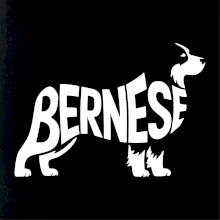 Bernese Mountain Dog nápis v tele