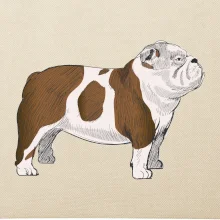 Vintage English bulldog