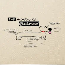 Jazvečík - Anatómia