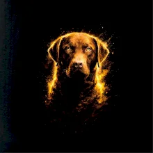 Obrázok poltón Labrador