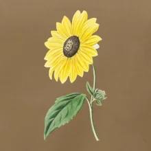 Slnečnica otočená