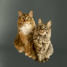 Mačky vectorizované (Moňas)