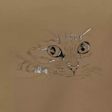 Mačka tvár kresba Mačka tvár kresba