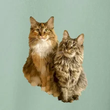 Mačky vectorizované (Moňas)