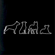 Americký stafordšírsky teriér v rôznych pozíciách