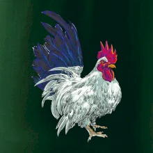 Kohút kreslený biely Kohút kreslený biely