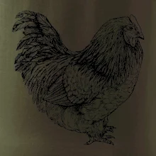 Sliepka čiernobiela