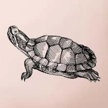 Ceruzkou kreslená korytnačka