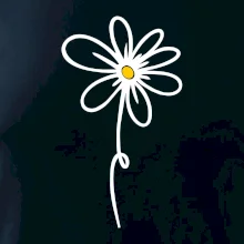 Kopretina - dole na výšku