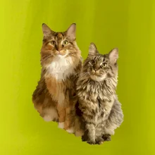 Mačky vectorizované (Moňas)