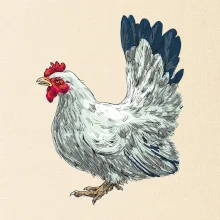 Sliepka kreslená biela Sliepka kreslená biela