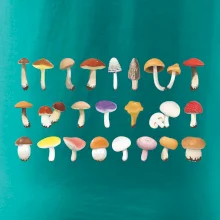 Huby farebné Huby farebné