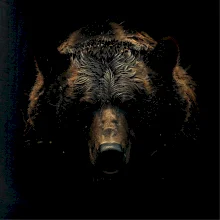 Hlava medveďa čierna fotka