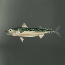 Makrela obecná Makrela obecná