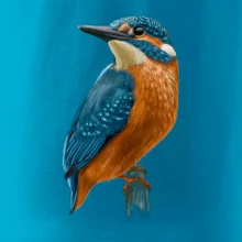 Ľadnáčik kreslený Ľadnáčik kreslený