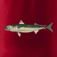 Makrela obecná Makrela obecná