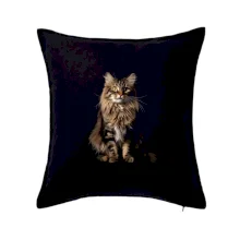 Sibírska mačka čierna fotka