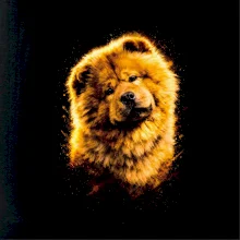 Obrázok poltón Čau-čau sediaci